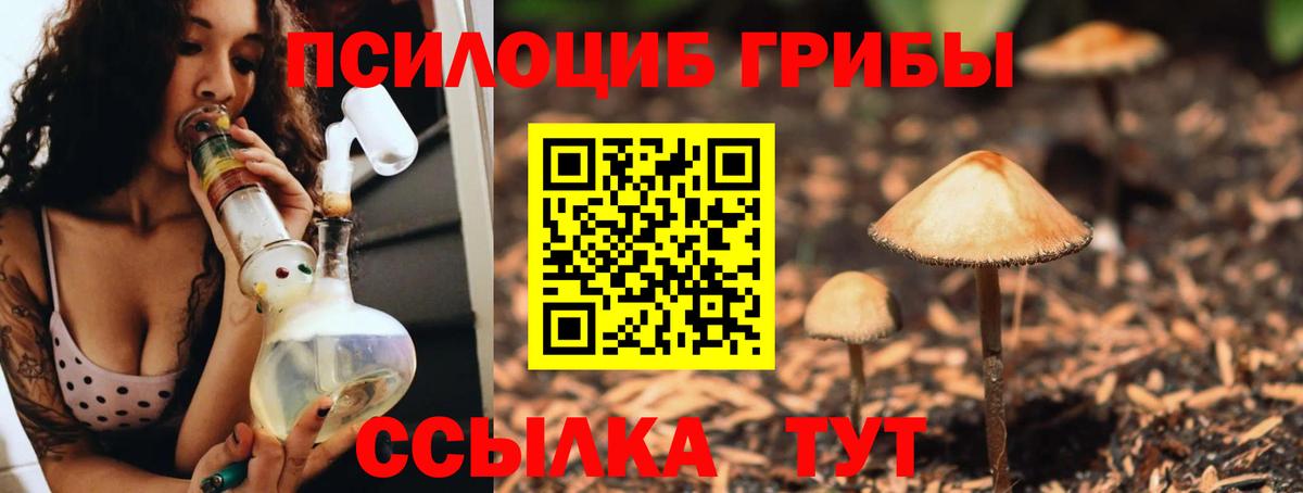 Псилоцибиновые грибы Psilocybe Нурлат
